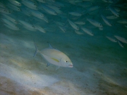 140424_juvenile-jacks-hunting