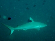 140125_grayreef