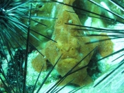 121218_frogfish
