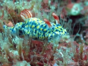 121218_nudi