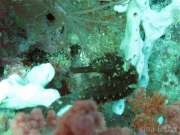 121218_seahorse