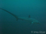 130118_thresher