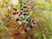 130119_colemanshrimp2