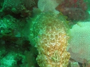 130119_cuttlefish