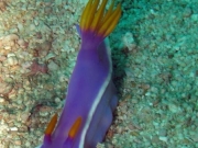 130119_nudi