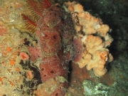 130119_redfrogfish