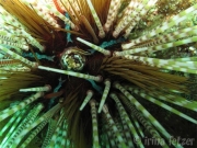 130120_urchin