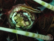 130120_urchin_detail
