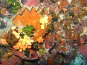 130429_fische